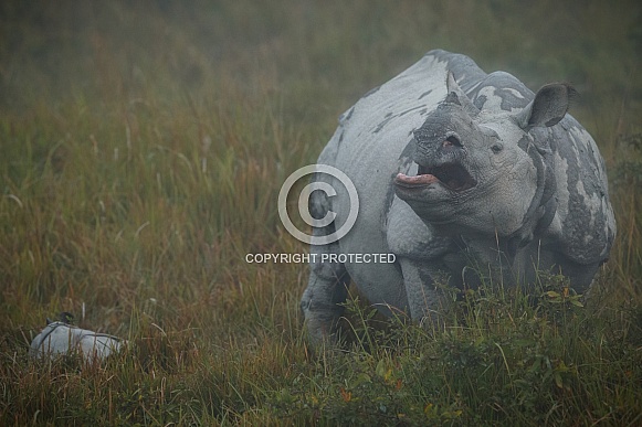 Indian rhino in the nature habitat