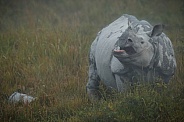 Indian rhino in the nature habitat