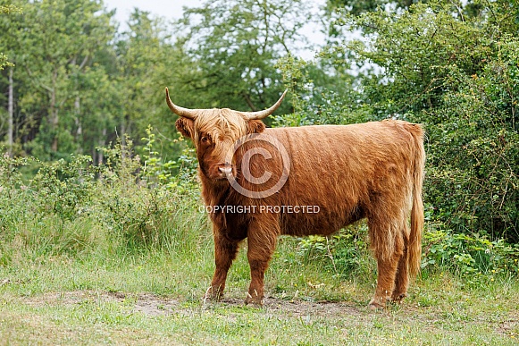 A beautiful Scottish Highlander in the green countryside.