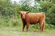 A beautiful Scottish Highlander in the green countryside.