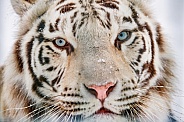 Closeup of a white tiger