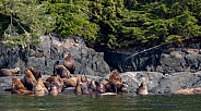 Stellar Sea Lions