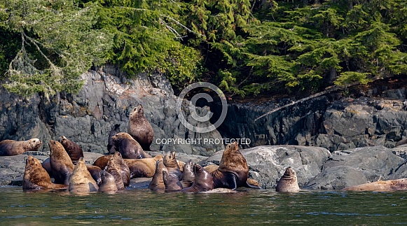 Stellar Sea Lions