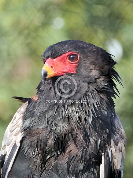 Bateleur Eagle