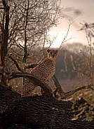Cheetah in Sunset