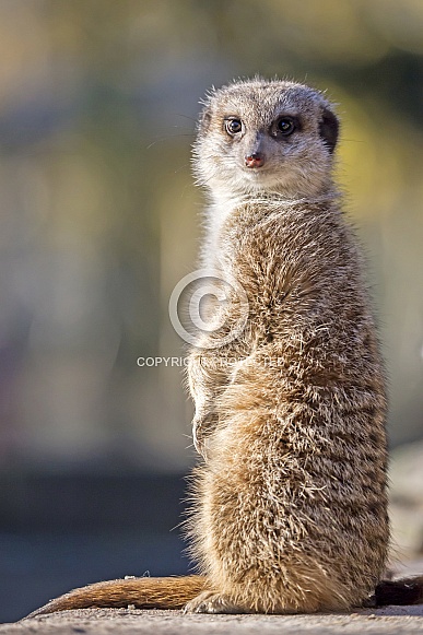 Meerkat (Suricata suricatta) Meerkat (Suricata suricatta)
