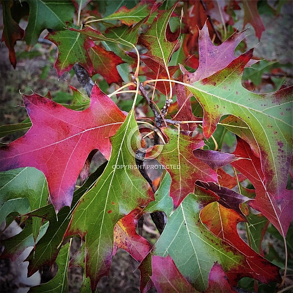 Vibrant Autumn Colours