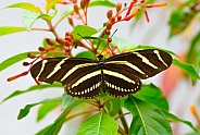 zebra longwing or zebra heliconian - Heliconius charithonia - state butterfly of Florida