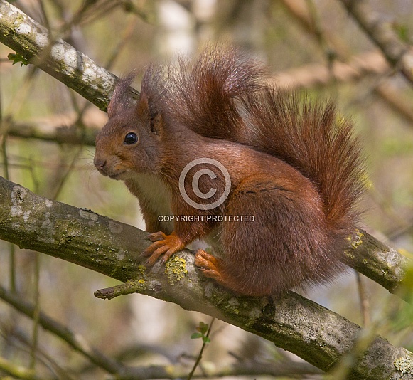 Red Squirrel Red Squirrel