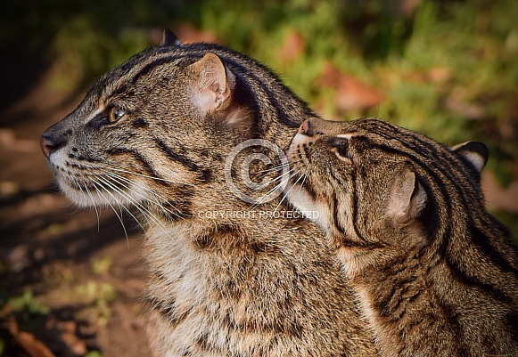 Fishing Cats Fishing Cats