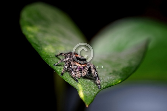 Jumping Spider