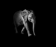 Juvenile African Elephant