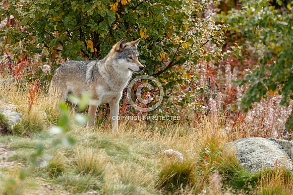 Wolf in nature Wolf in nature