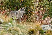 Wolf in nature