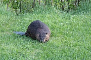 Beaver in nature