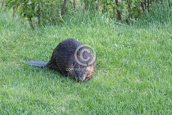 Beaver in nature