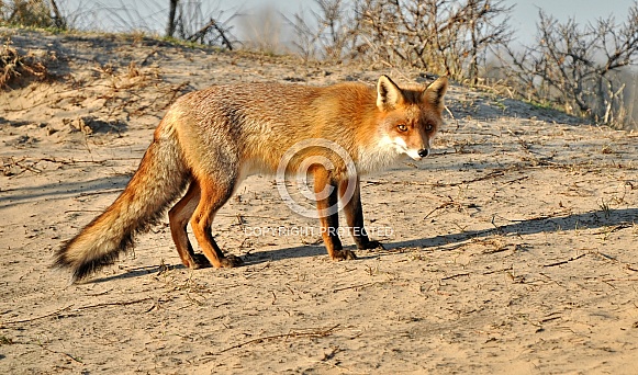 Red Fox