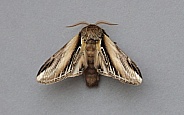 Swallow Prominent