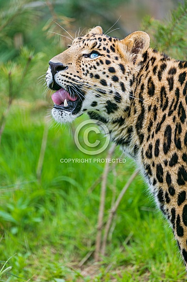 Leopard