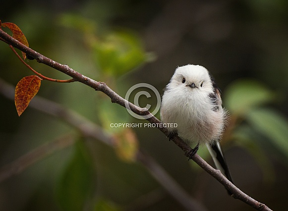 Long-tailed tit Long-tailed tit