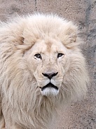 White Lion Male