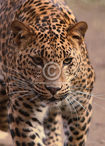 Sri Lanka Leopard