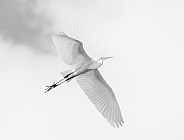 Great Egret