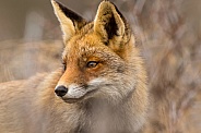 Red fox close-up with soft background