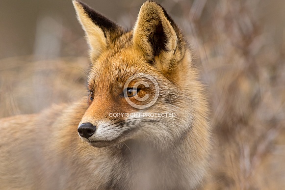 Red fox close-up with soft background