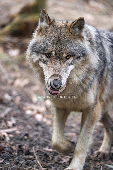 Grey Wolf Grey Wolf