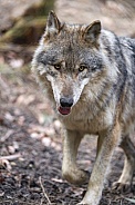 Grey Wolf