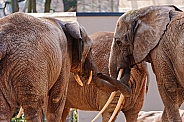 African Elephants