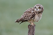 The short-eared owl (Asio flammeus)