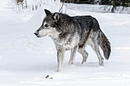 Wolf