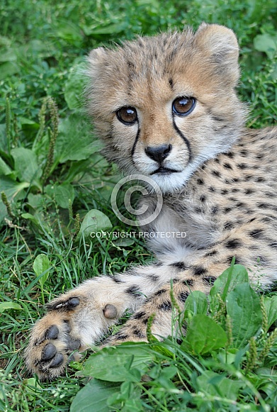 Cheetah Cub