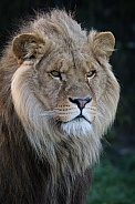 African lion