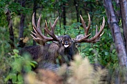 Bull moose with his tongue out scenting a cow