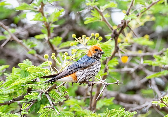 Lesser-striped Swallow