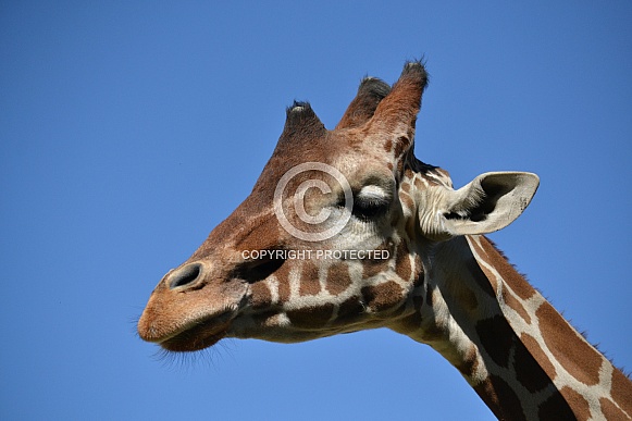 Giraffe Giraffe