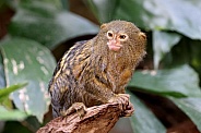 Pygmy marmoset (Cebuella)