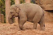 Young Asiatic Elephant Standing