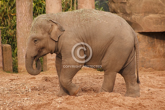 Young Asiatic Elephant Standing Young Asiatic Elephant Standing