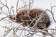 A Porcupine Feeding in a Tree in Alaska