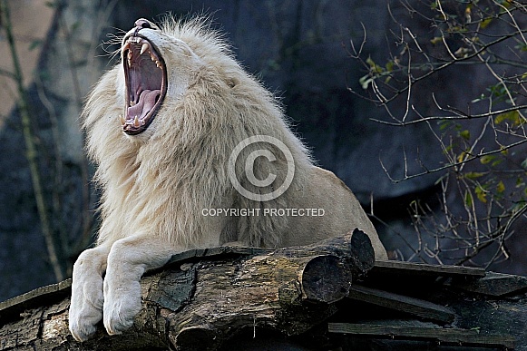 Afr. White Lion Afr. White Lion