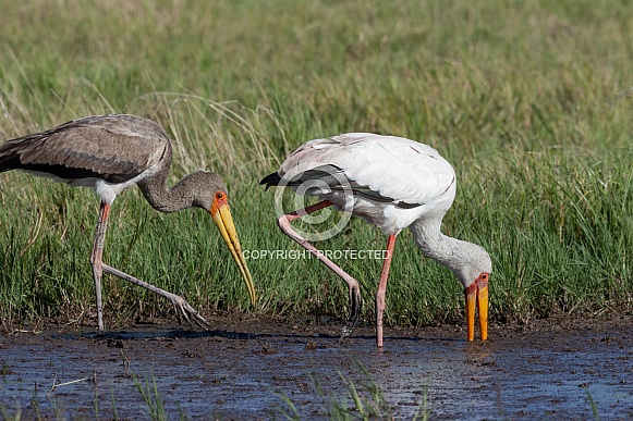 Yellow-billed Stork - Mycteria ibis