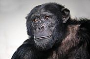 Chimpanzee (pan troglodytes)