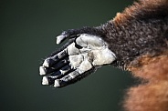 Red lemur monkey hand