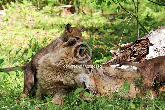 Wolf and Wolf Pups