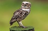 Burrowing Owl Full Body Standing Upright