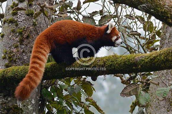 Red Panda Red Panda